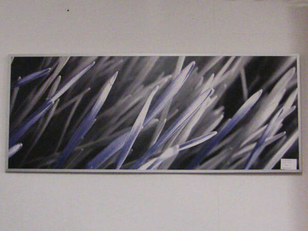 Purple Slivers Print